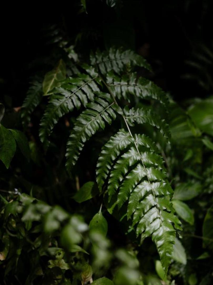 Secret Waterfalls Photo