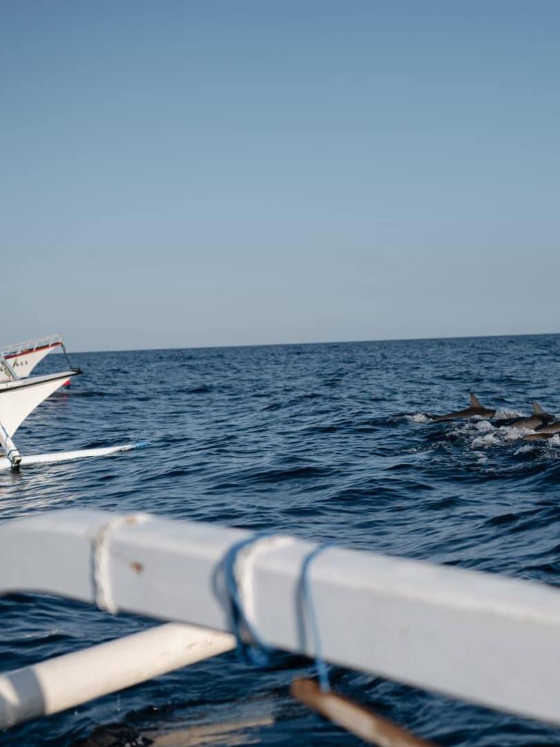 Damai & dolphins Photo