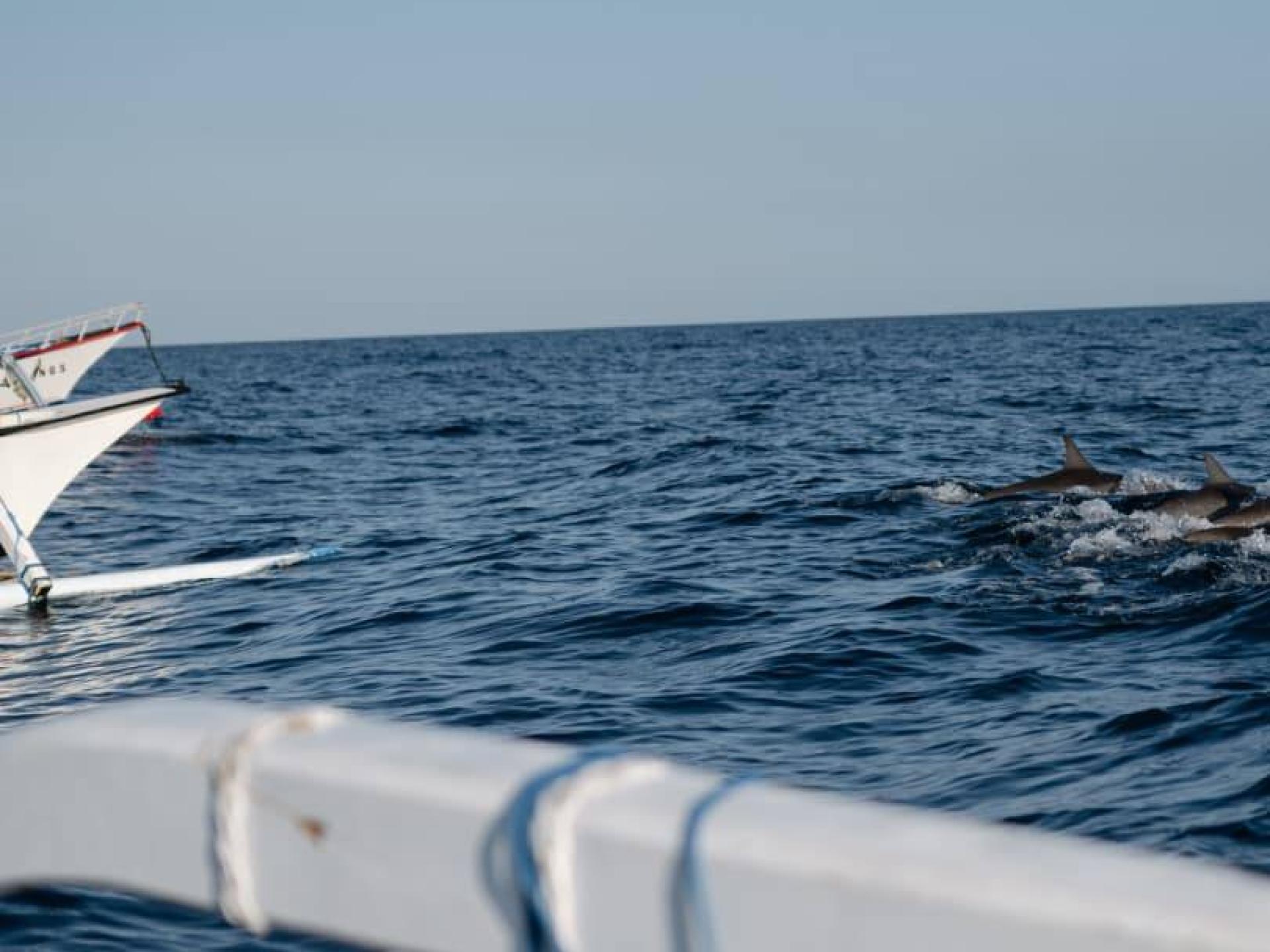 Damai & dolphins Background