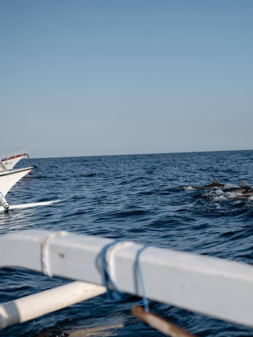Damai & dolphins Photo