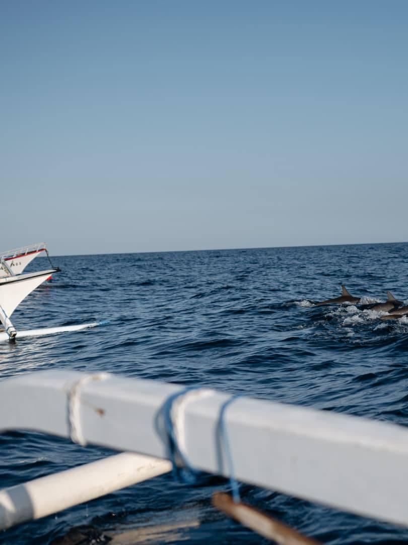 Damai & dolphins Photo
